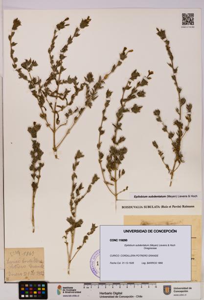 Epilobium subdentatum [Espécimen: UDEC:CONC:0119293]