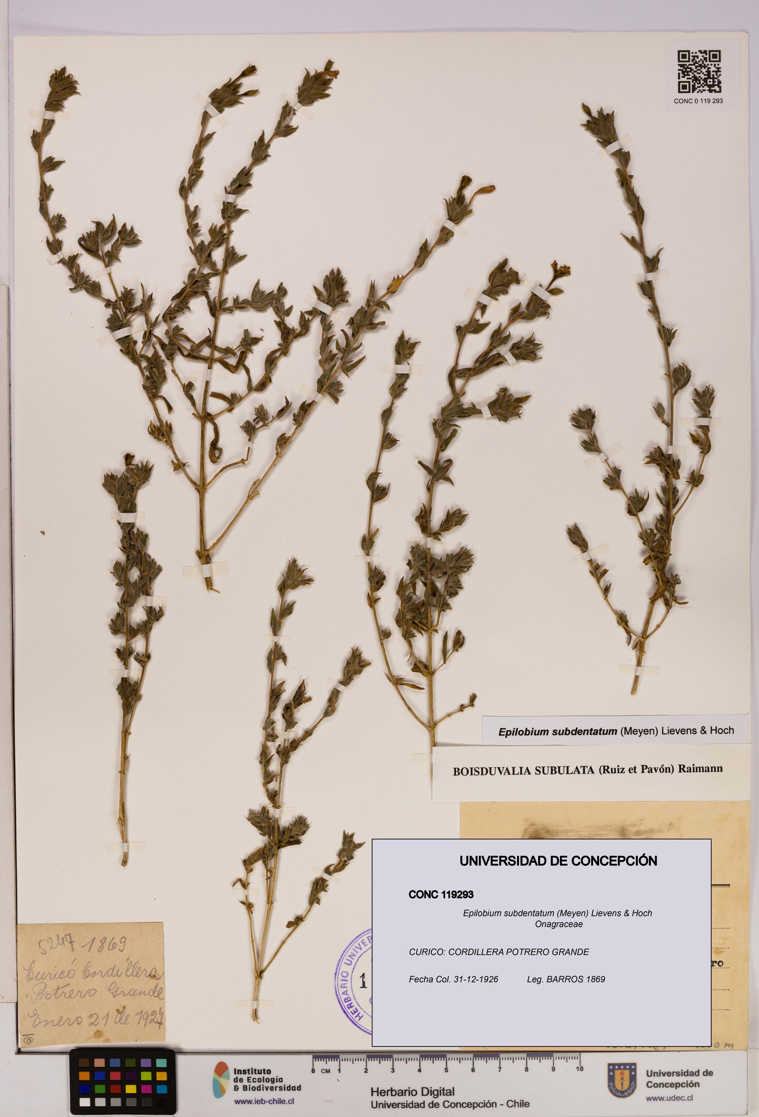 Epilobium subdentatum [Espécimen: UDEC:CONC:0119293]