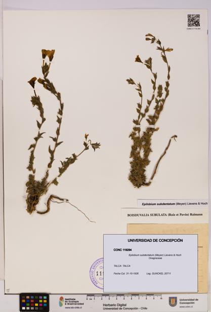Epilobium subdentatum [Espécimen: UDEC:CONC:0119294]