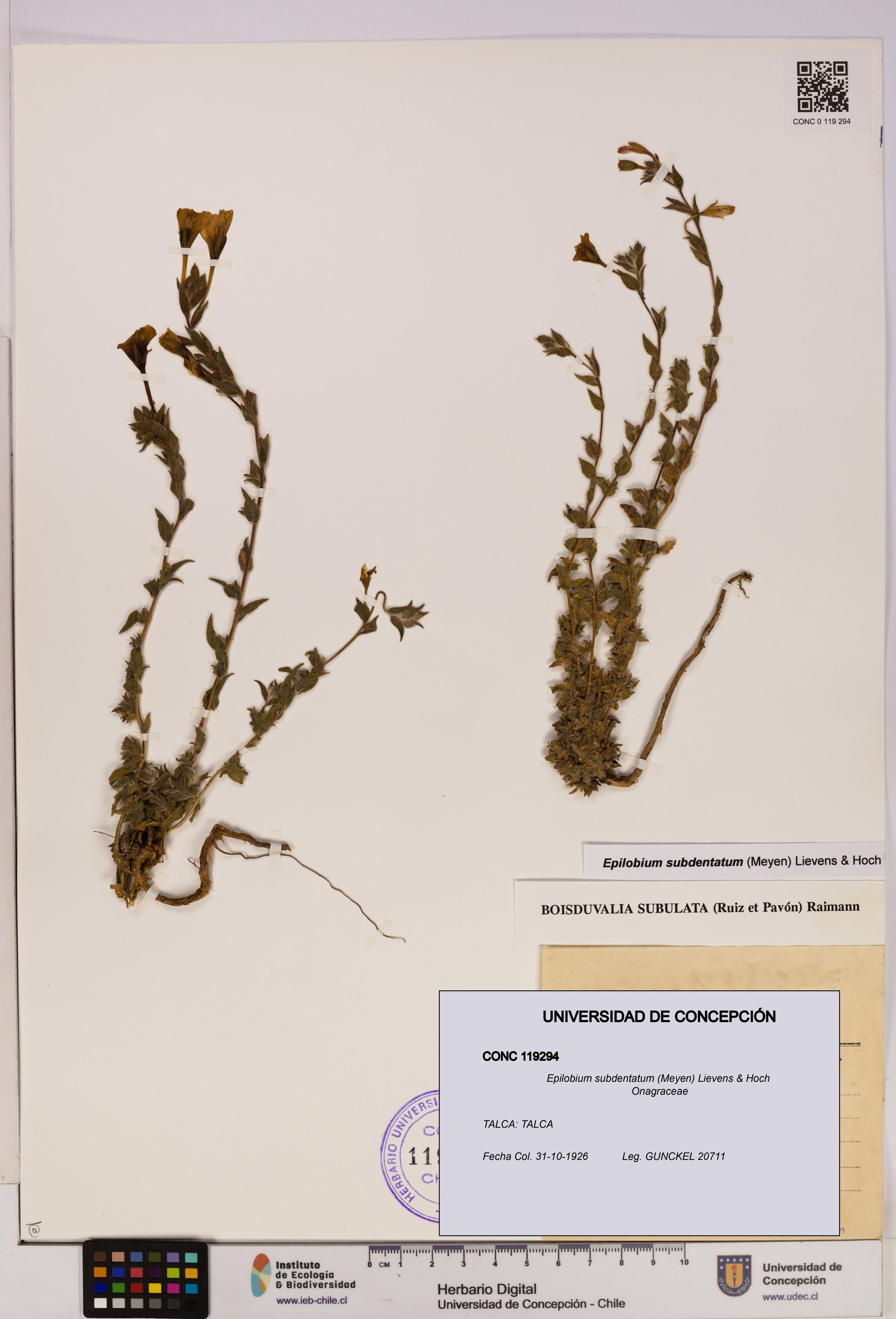 Epilobium subdentatum [Espécimen: UDEC:CONC:0119294]
