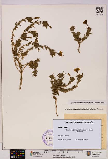 Epilobium subdentatum [Espécimen: UDEC:CONC:0119295]