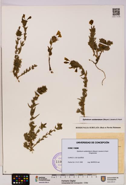 Epilobium subdentatum [Espécimen: UDEC:CONC:0119296]