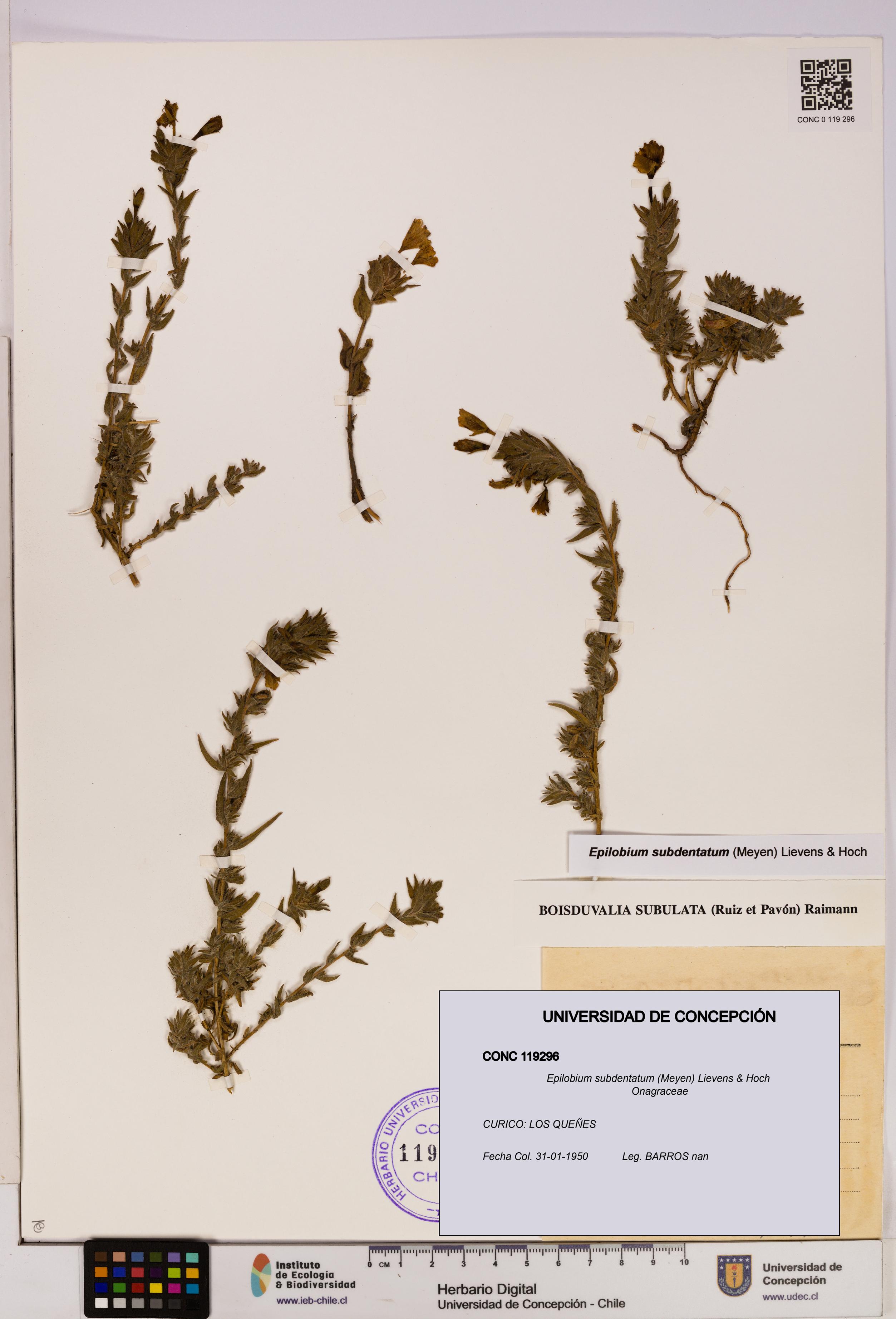 Epilobium subdentatum [Espécimen: UDEC:CONC:0119296]