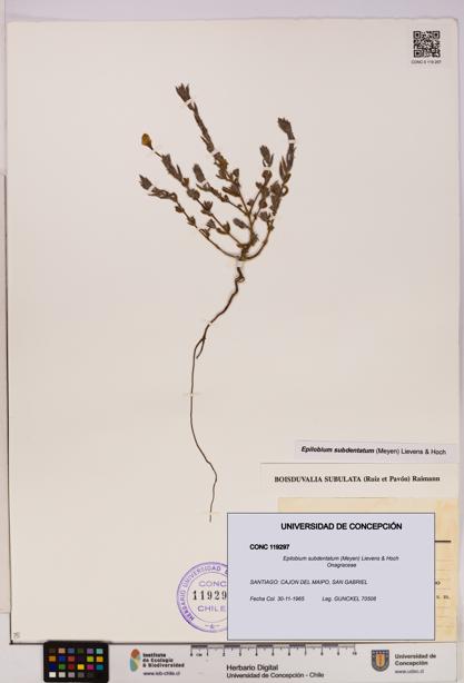 Epilobium subdentatum [Espécimen: UDEC:CONC:0119297]