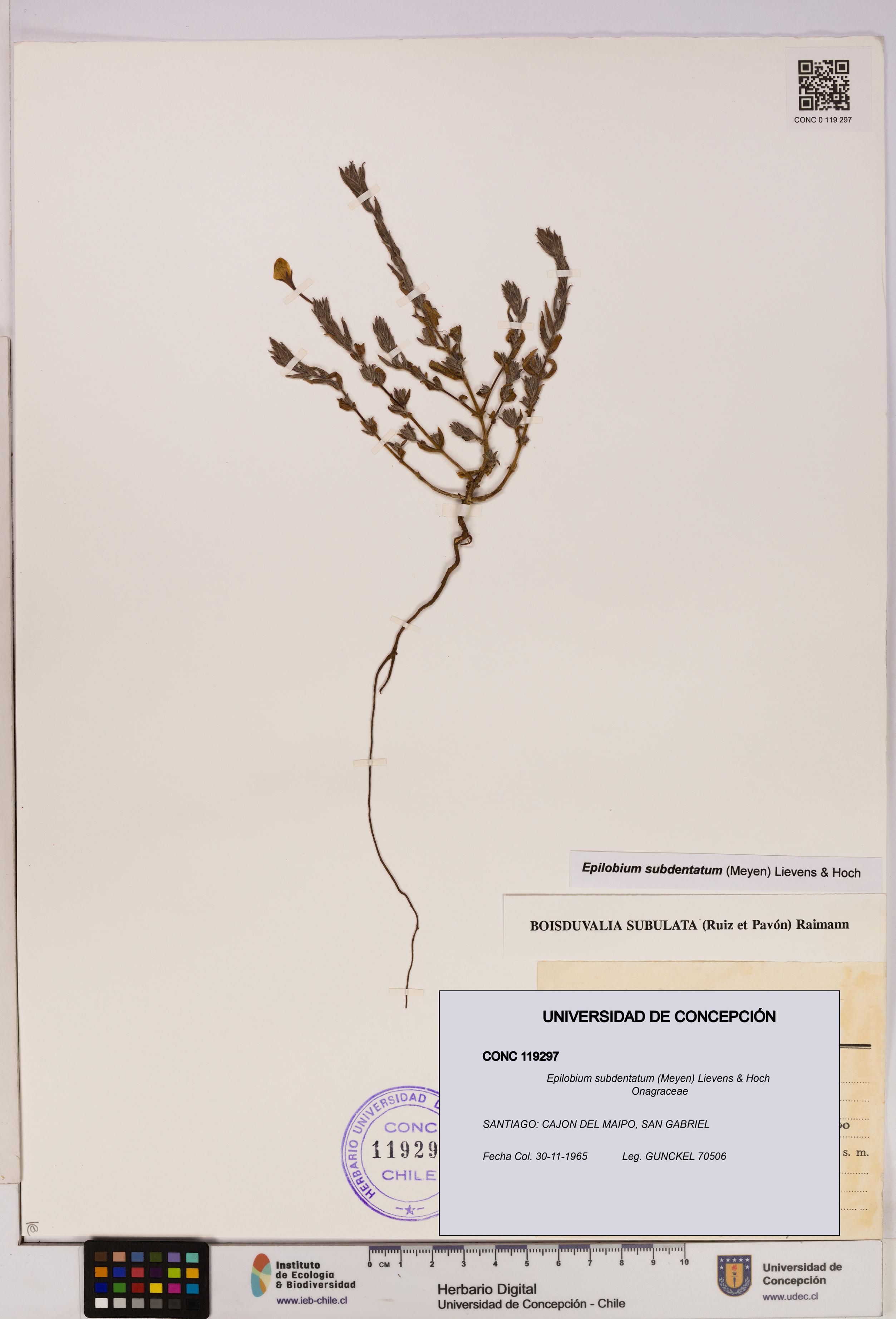 Epilobium subdentatum [Espécimen: UDEC:CONC:0119297]