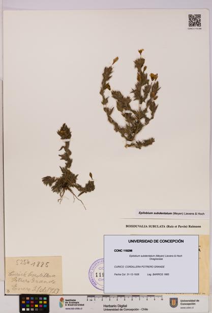Epilobium subdentatum [Espécimen: UDEC:CONC:0119298]