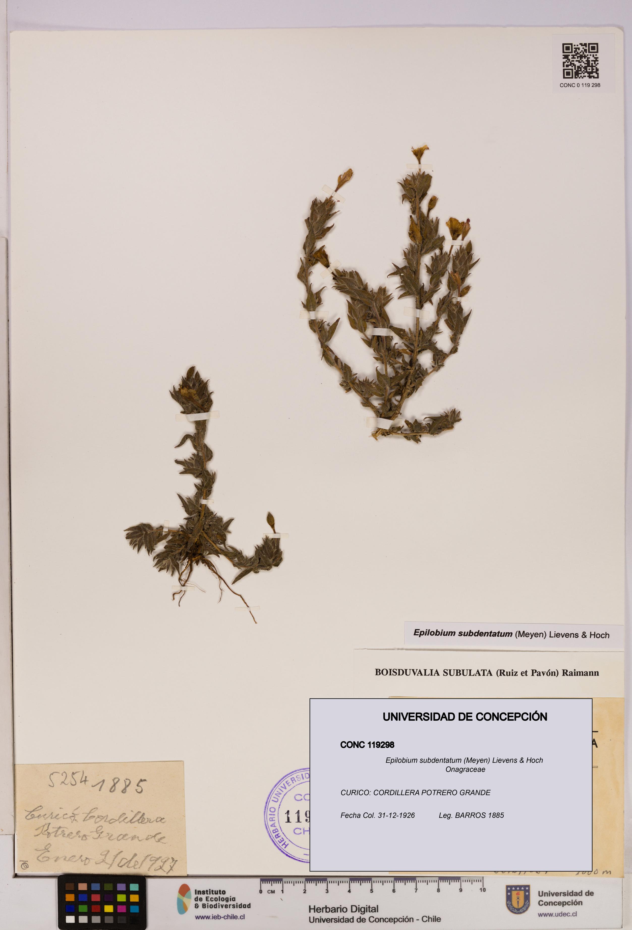 Epilobium subdentatum [Espécimen: UDEC:CONC:0119298]