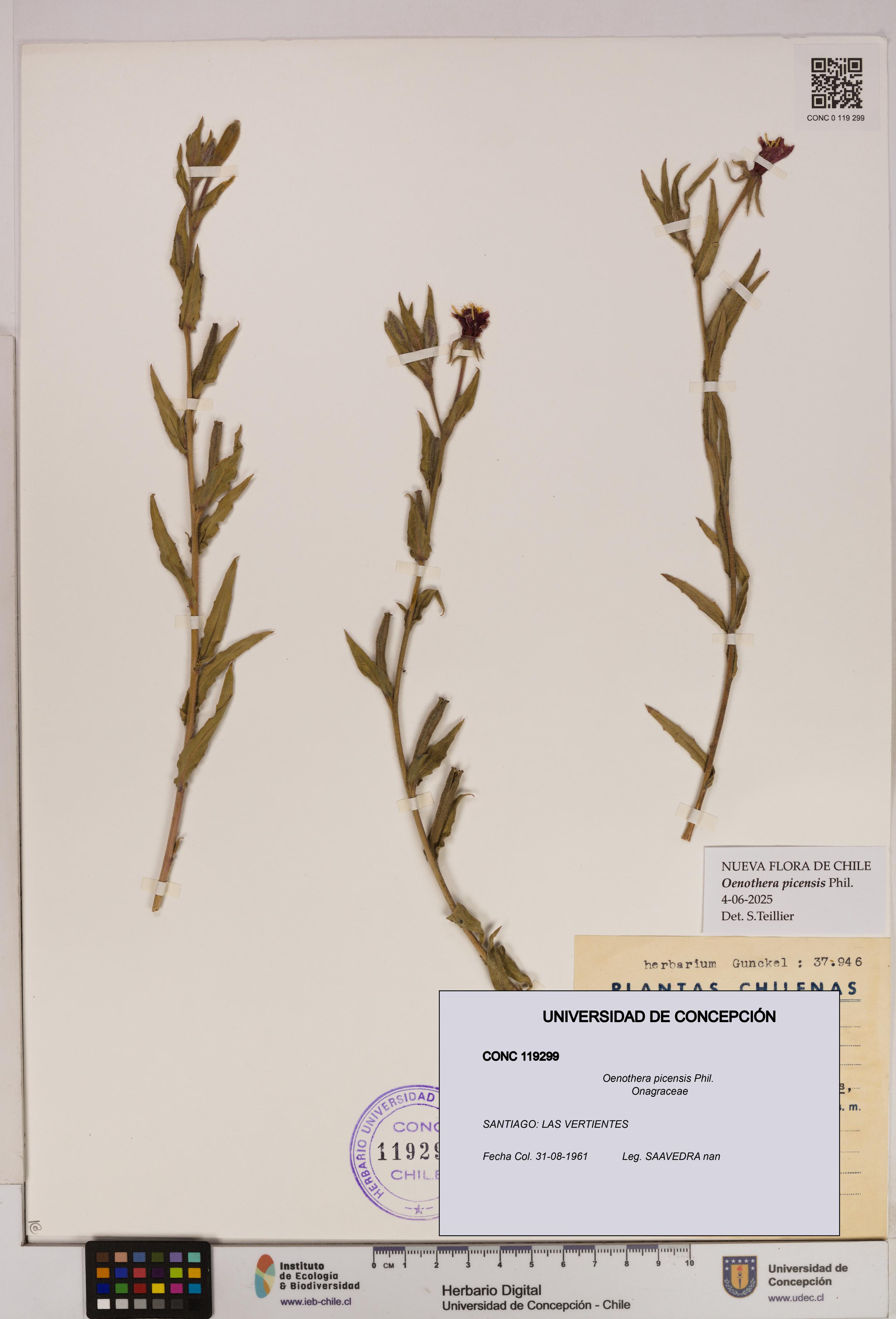 Oenothera picensis [Espécimen: UDEC:CONC:0119299]