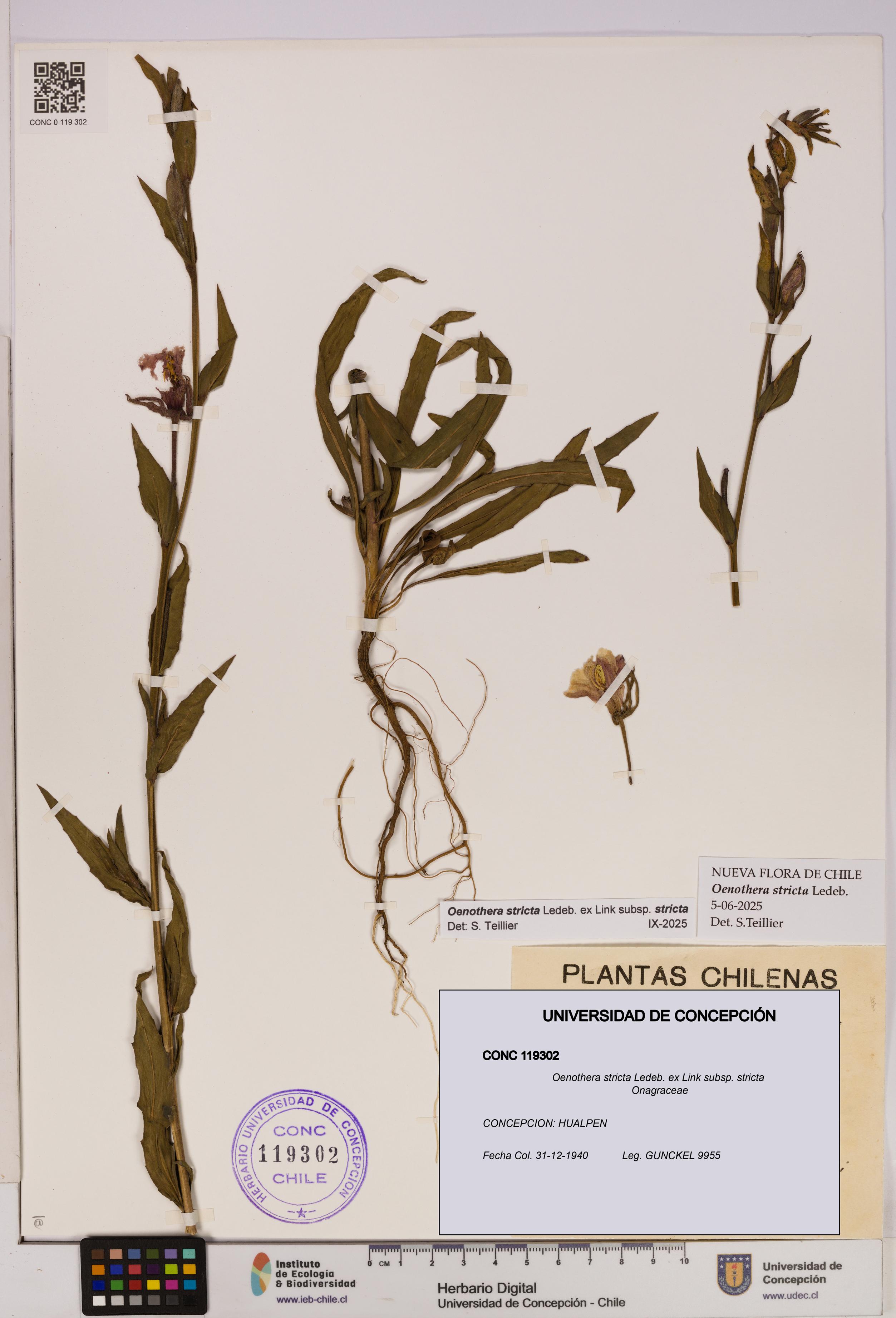 Oenothera stricta subsp. stricta [Espécimen: UDEC:CONC:0119302]