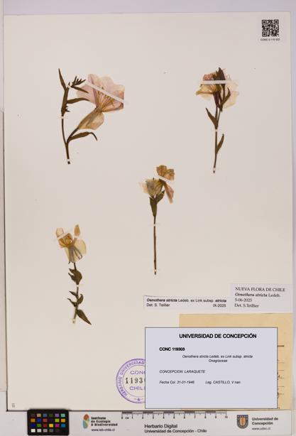 Oenothera stricta subsp. stricta [Espécimen: UDEC:CONC:0119303]