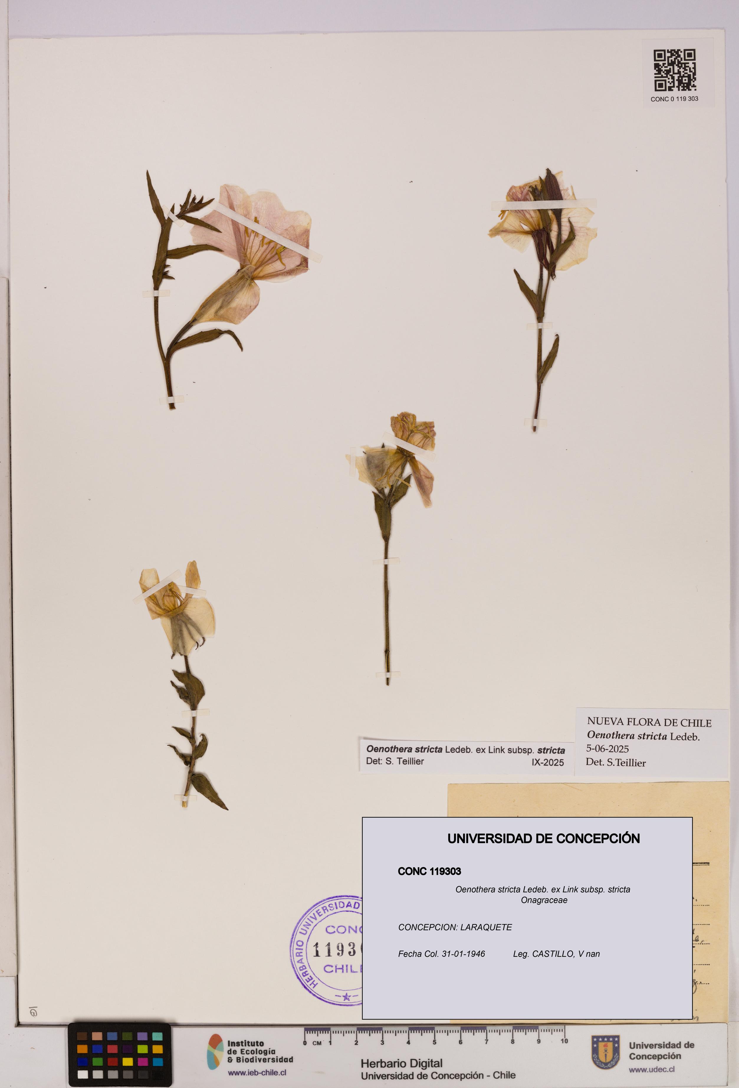 Oenothera stricta subsp. stricta [Espécimen: UDEC:CONC:0119303]