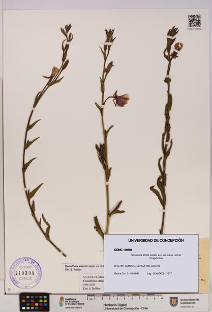 Oenothera stricta subsp. stricta [Espécimen: UDEC:CONC:0119304]