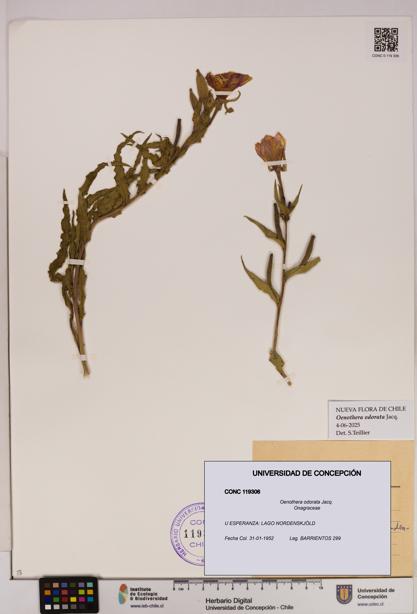 Oenothera odorata [Espécimen: UDEC:CONC:0119306]