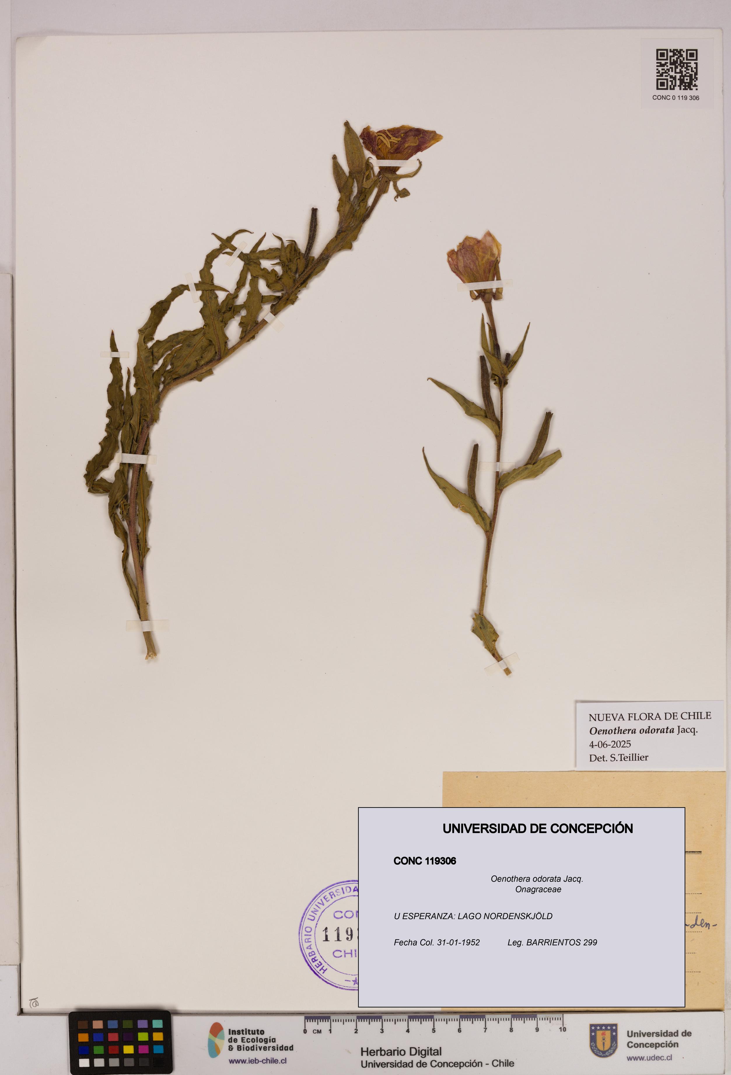 Oenothera odorata [Espécimen: UDEC:CONC:0119306]