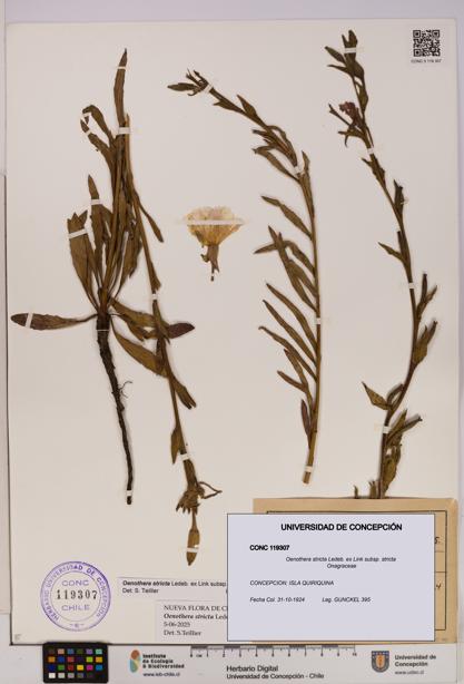 Oenothera stricta subsp. stricta [Espécimen: UDEC:CONC:0119307]