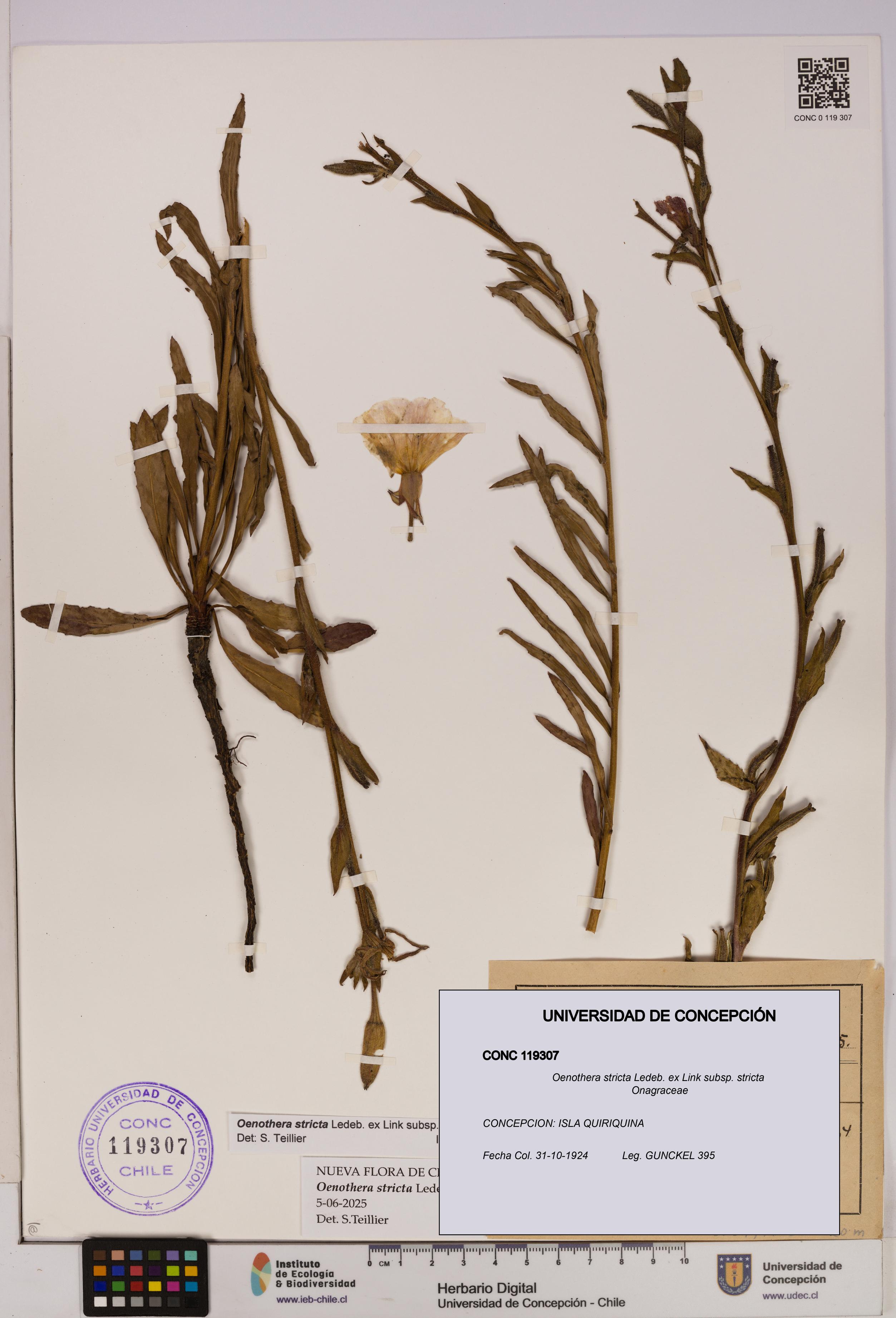 Oenothera stricta subsp. stricta [Espécimen: UDEC:CONC:0119307]