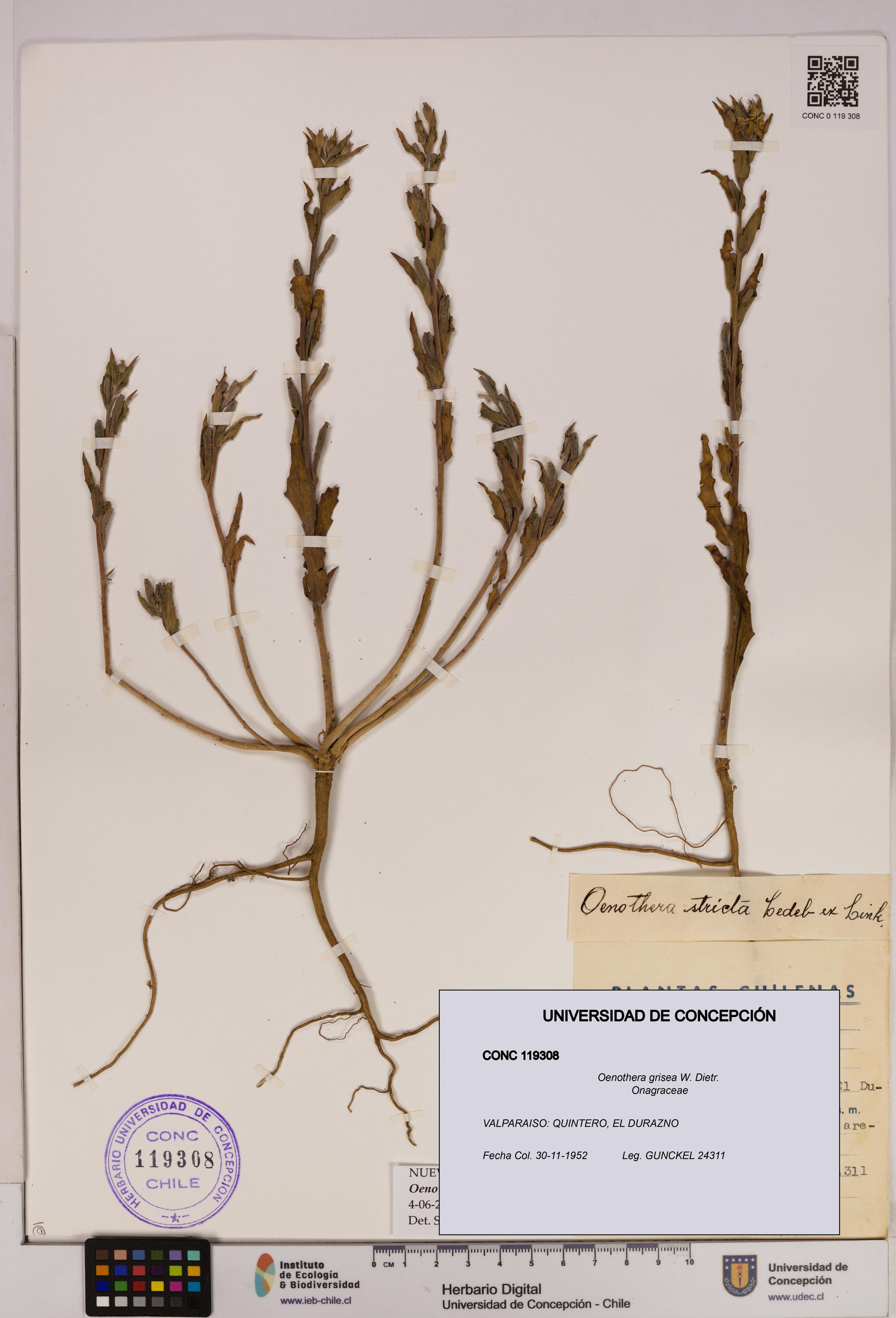 Oenothera grisea [Espécimen: UDEC:CONC:0119308]