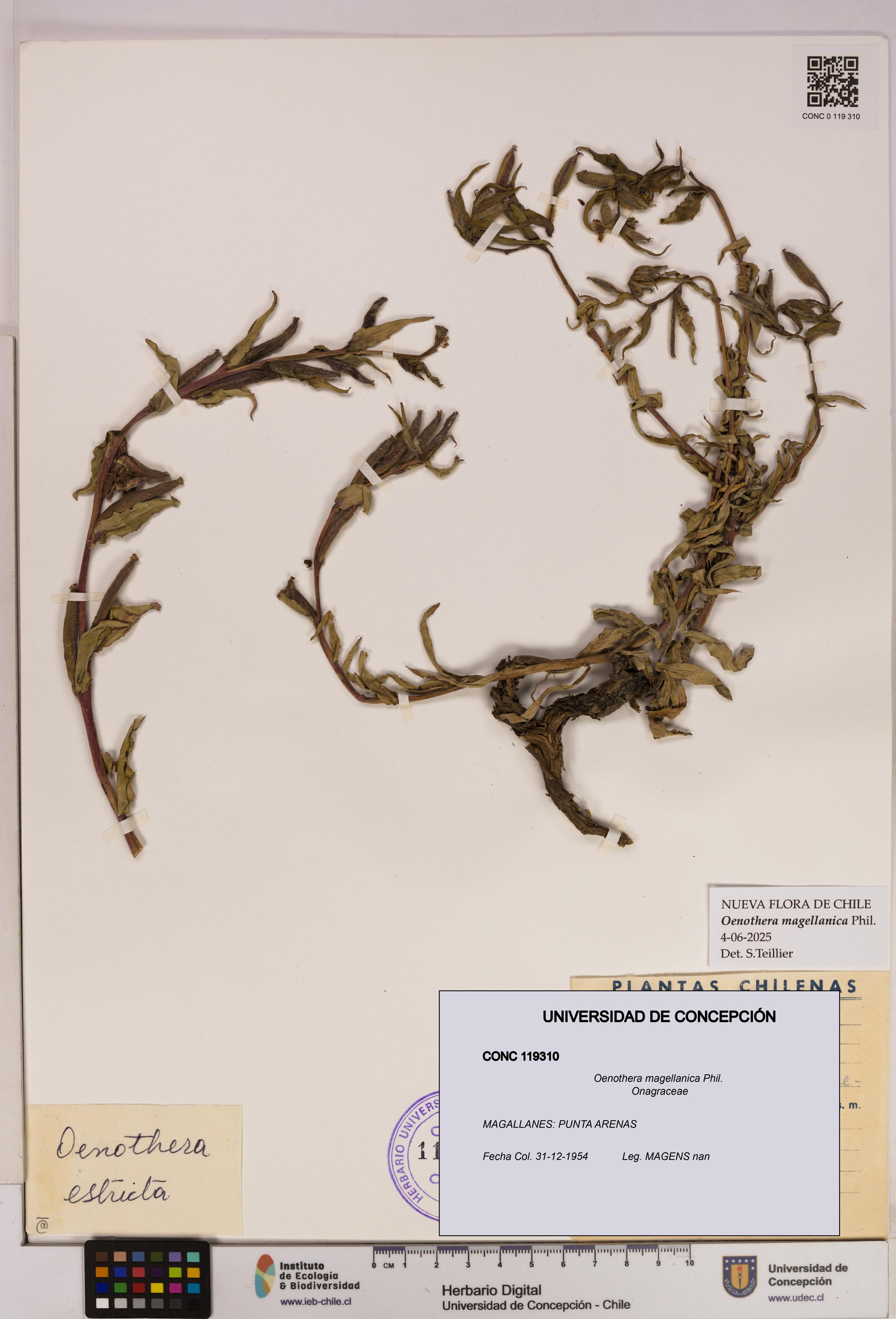 Oenothera magellanica [Espécimen: UDEC:CONC:0119310]