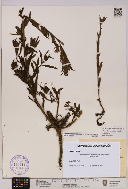Oenothera stricta subsp. stricta [Espécimen: UDEC:CONC:0119311]