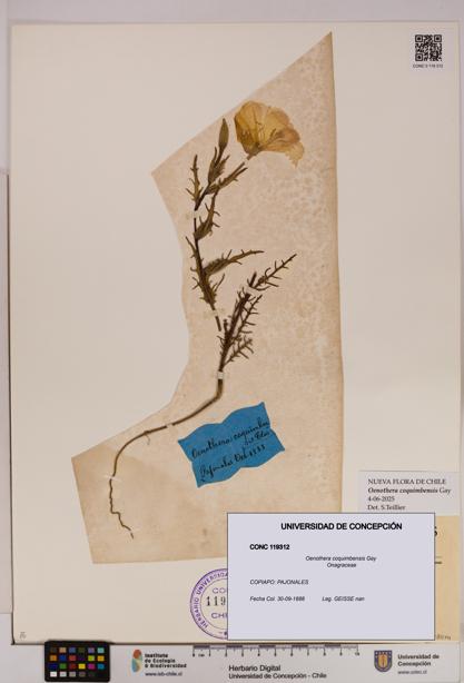 Oenothera coquimbensis [Espécimen: UDEC:CONC:0119312]