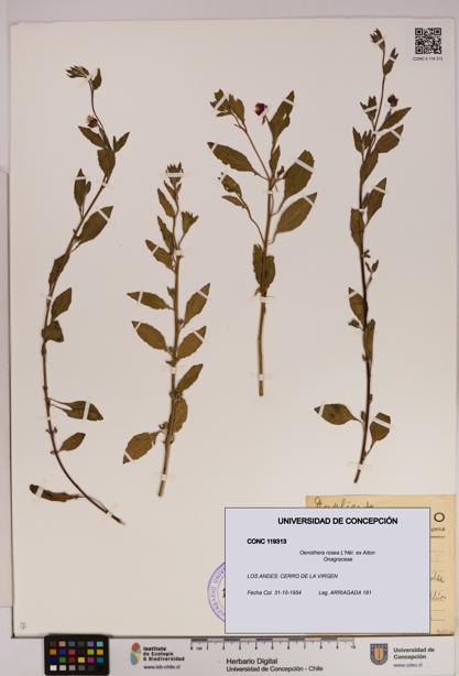 Oenothera rosea [Espécimen: UDEC:CONC:0119313]