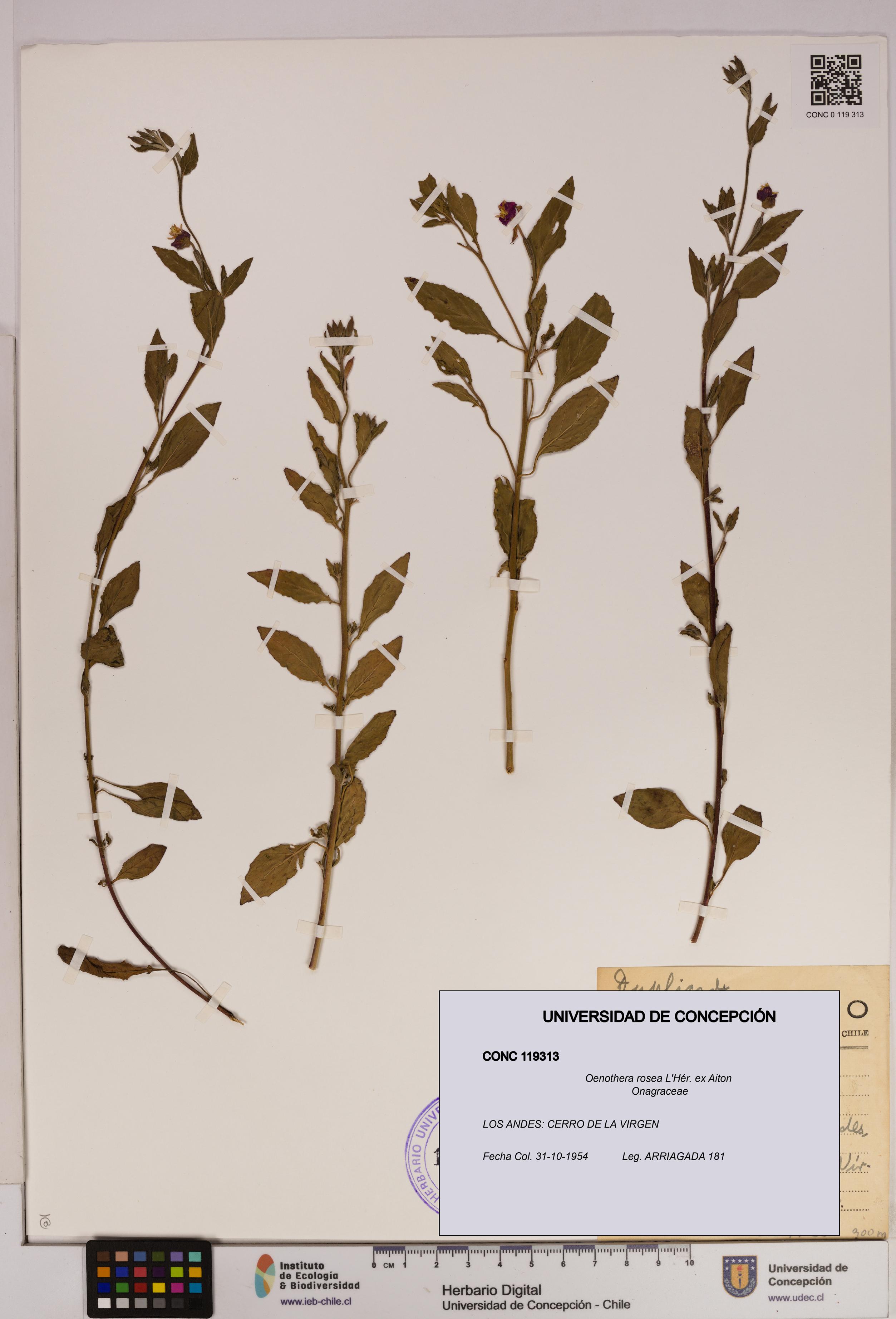 Oenothera rosea [Espécimen: UDEC:CONC:0119313]