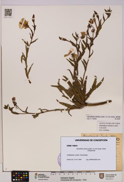 Oenothera stricta subsp. stricta [Espécimen: UDEC:CONC:0119314]