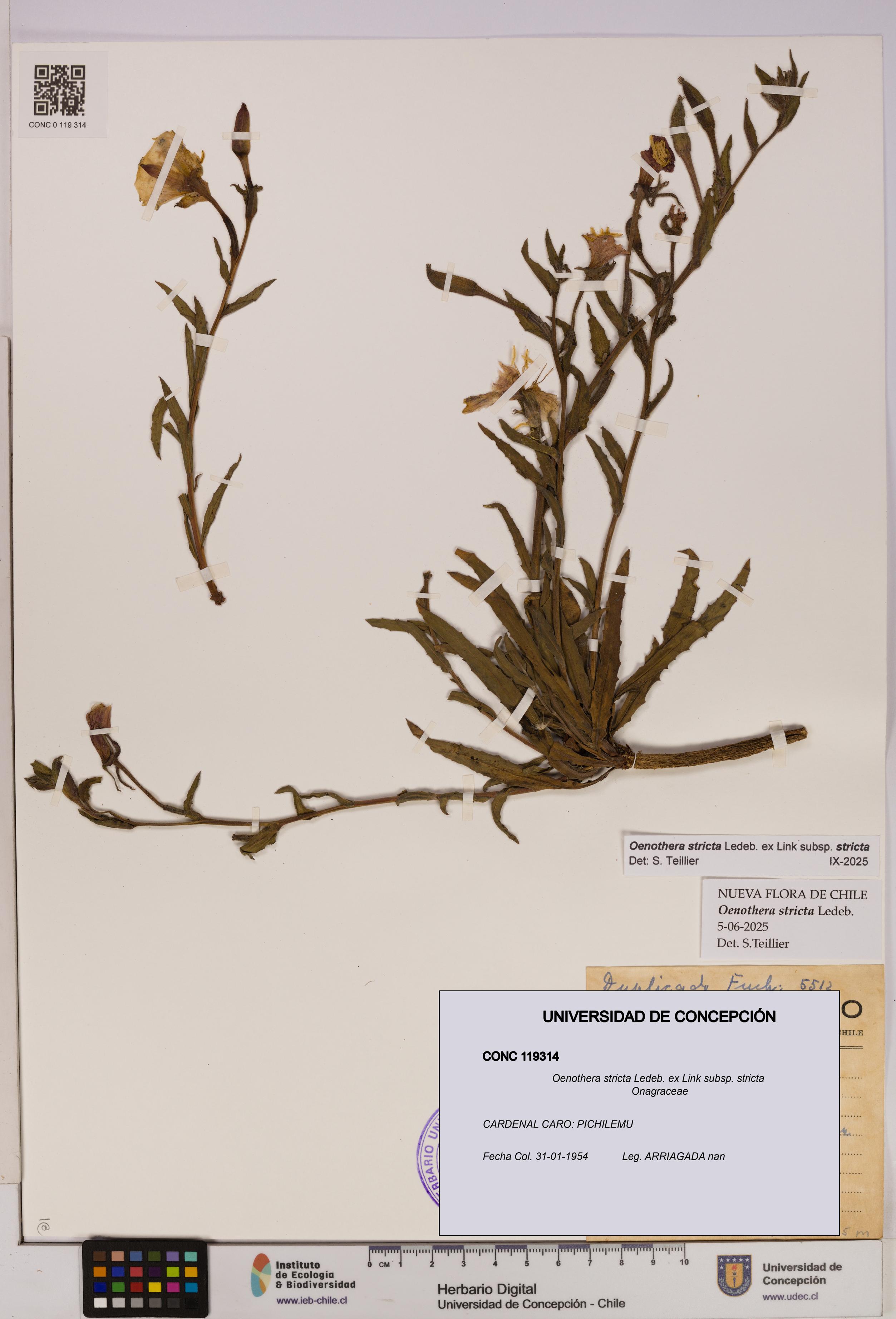 Oenothera stricta subsp. stricta [Espécimen: UDEC:CONC:0119314]