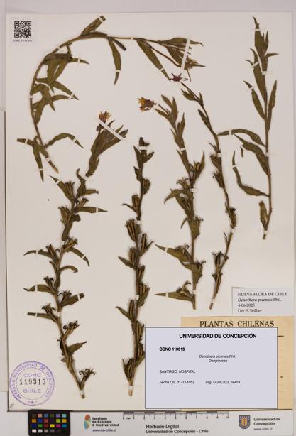 Oenothera picensis [Espécimen: UDEC:CONC:0119315]