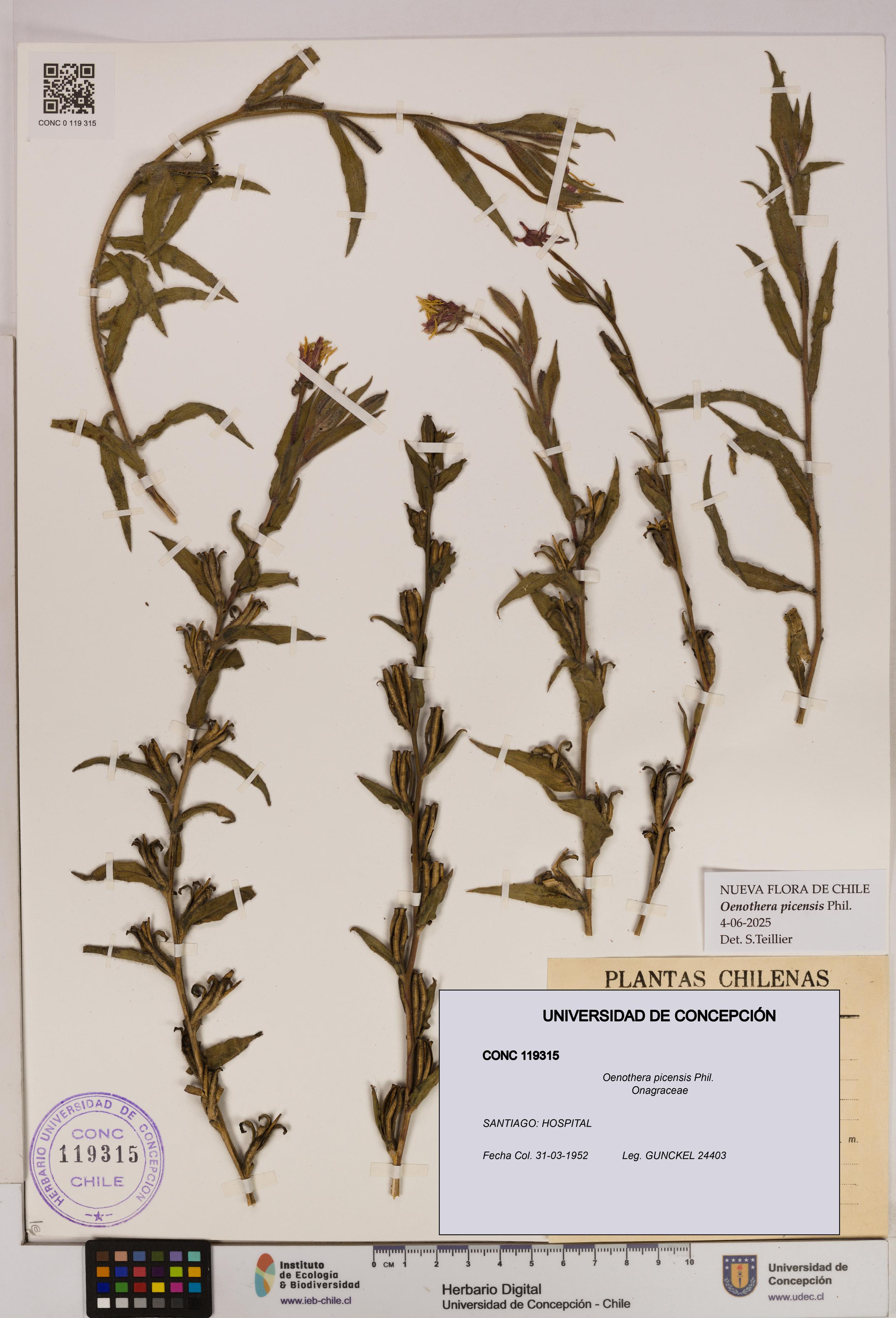 Oenothera picensis [Espécimen: UDEC:CONC:0119315]