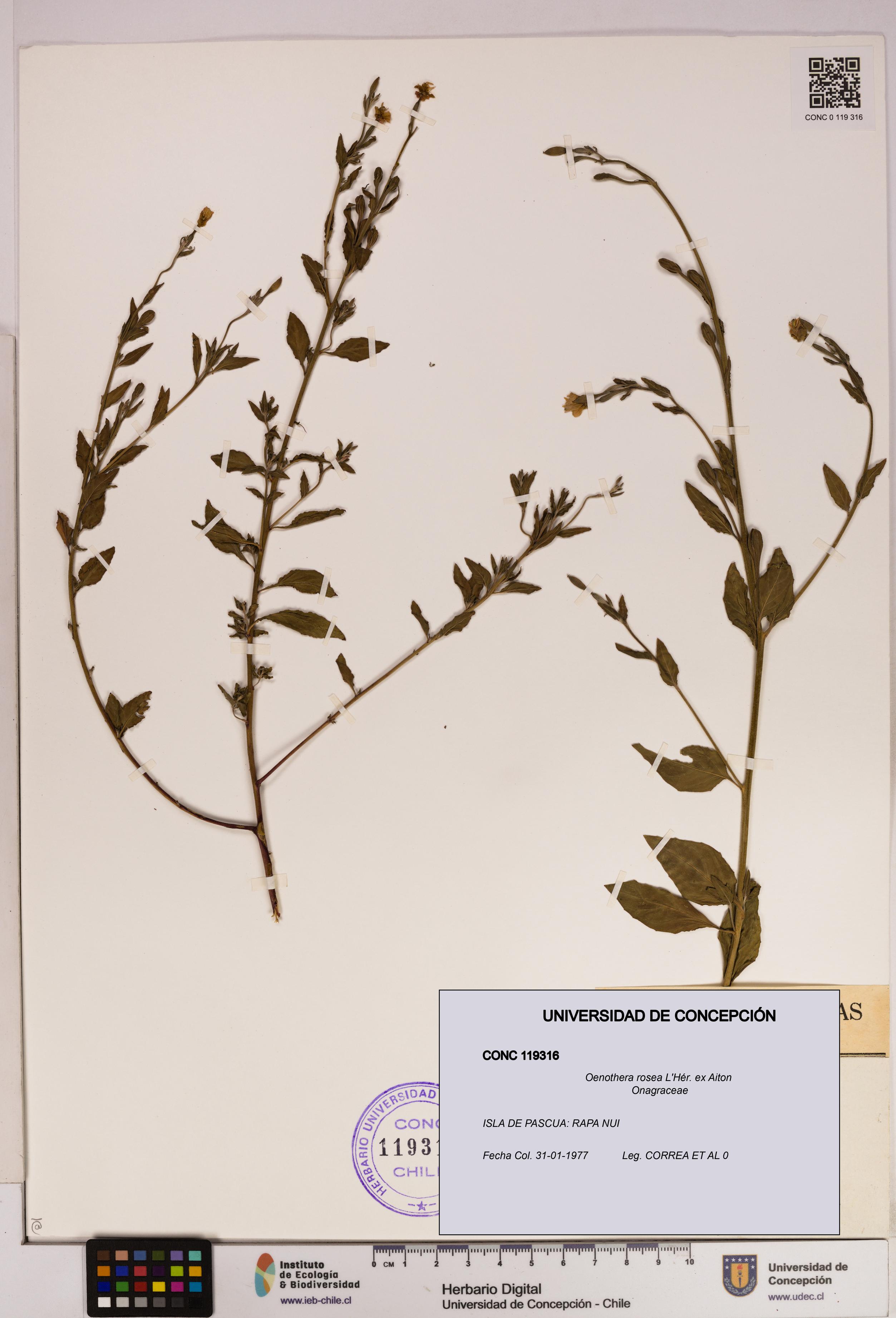 Oenothera rosea [Espécimen: UDEC:CONC:0119316]