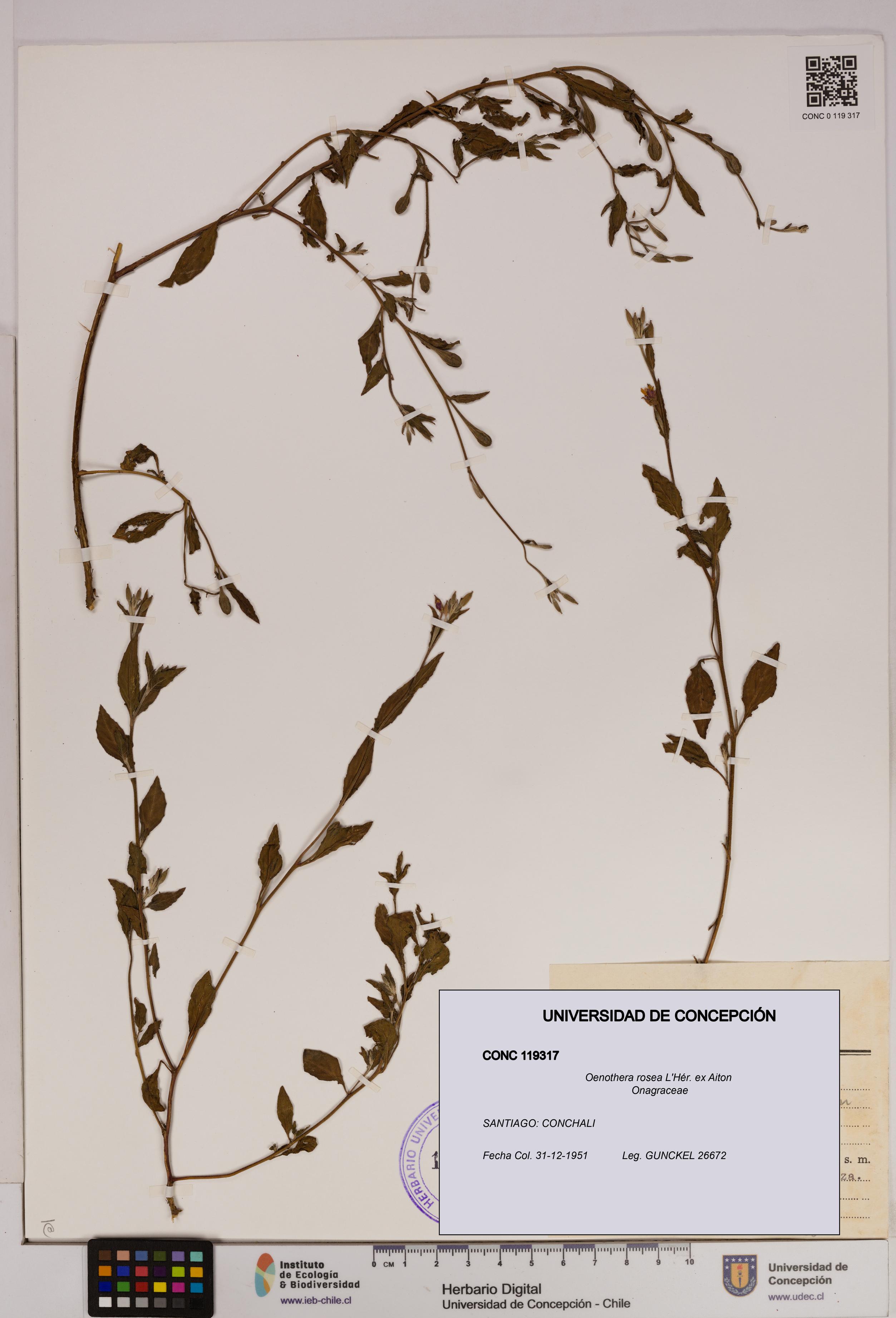 Oenothera rosea [Espécimen: UDEC:CONC:0119317]