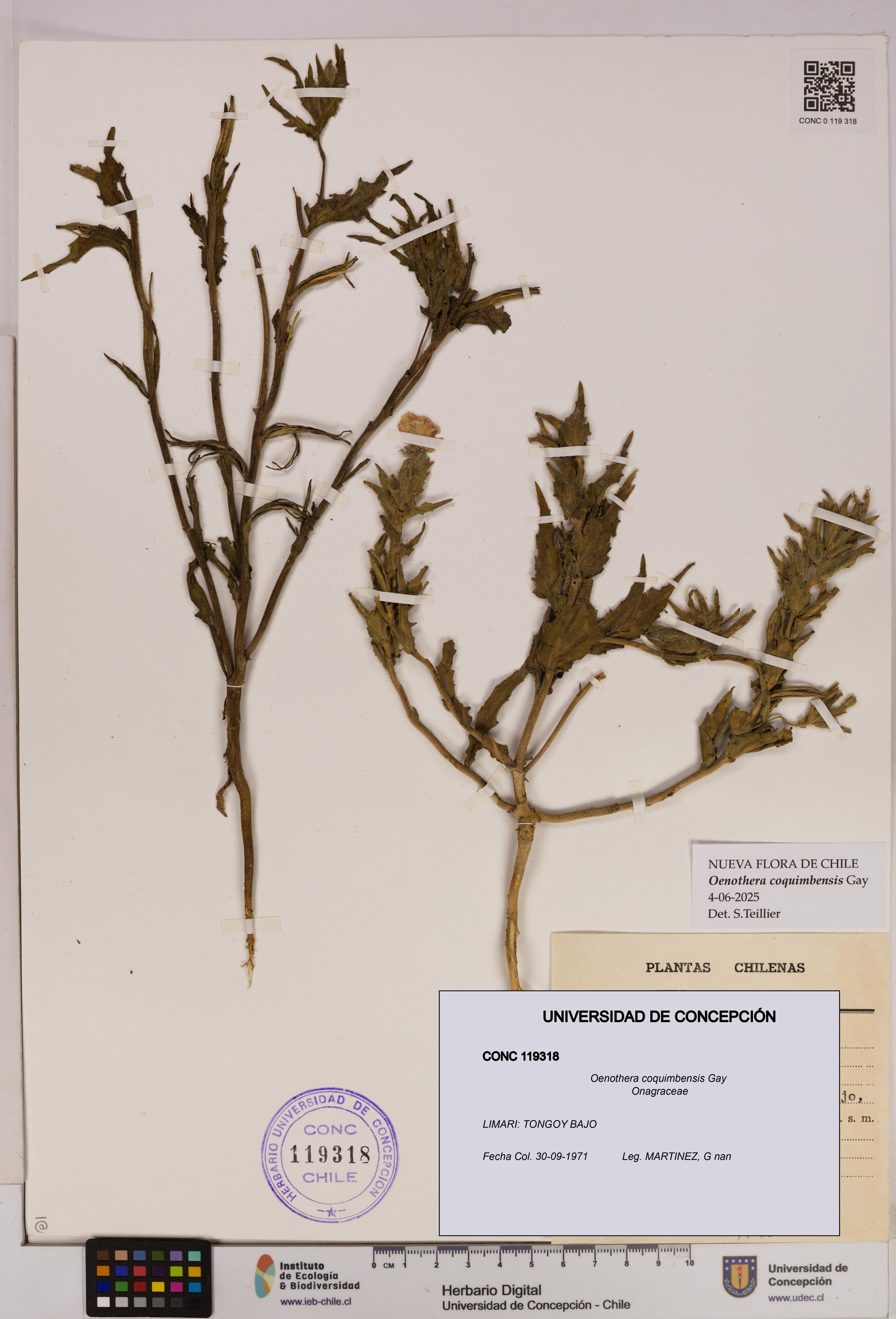 Oenothera coquimbensis [Espécimen: UDEC:CONC:0119318]