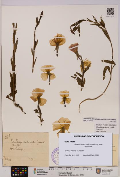 Oenothera stricta subsp. stricta [Espécimen: UDEC:CONC:0119319]