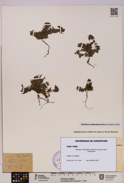 Epilobium subdentatum [Espécimen: UDEC:CONC:0119320]