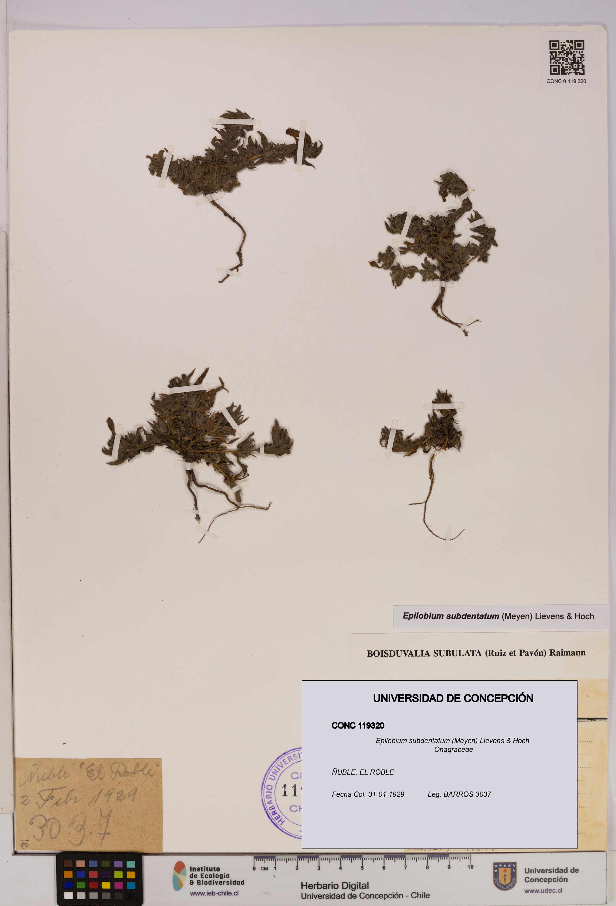 Epilobium subdentatum [Espécimen: UDEC:CONC:0119320]