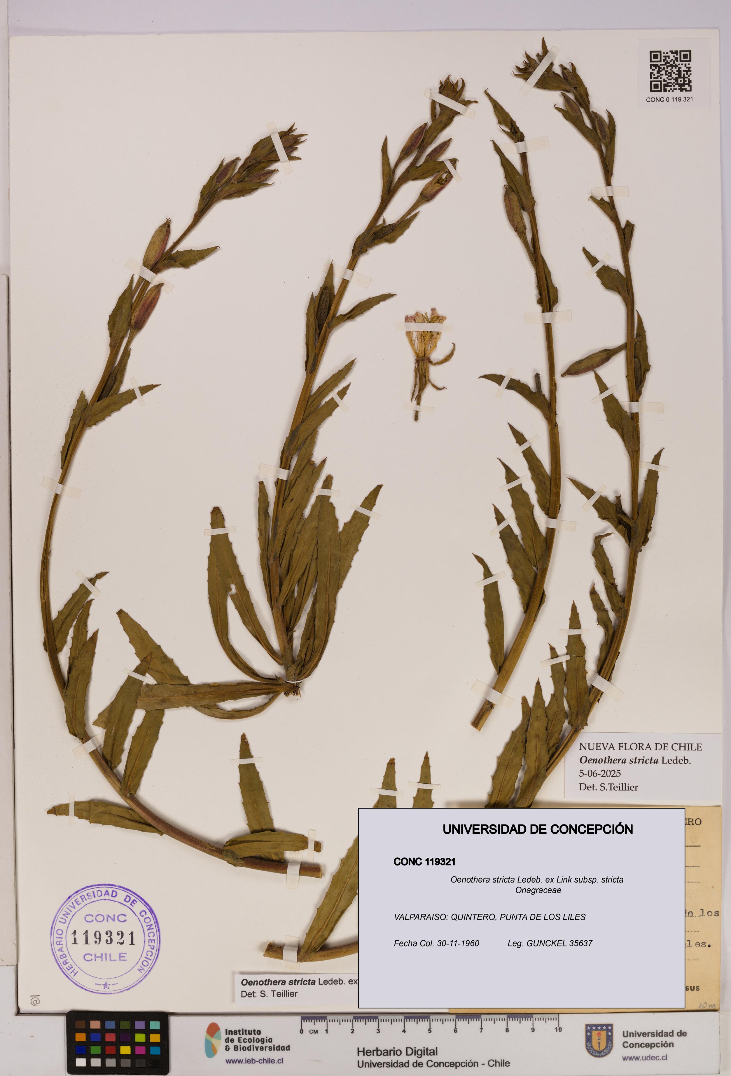 Oenothera stricta subsp. stricta [Espécimen: UDEC:CONC:0119321]