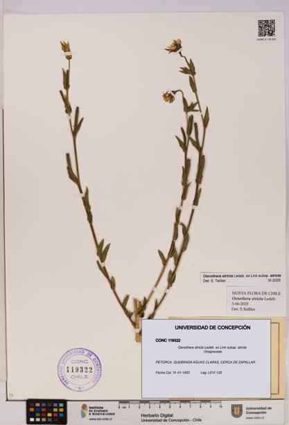 Oenothera stricta subsp. stricta [Espécimen: UDEC:CONC:0119322]