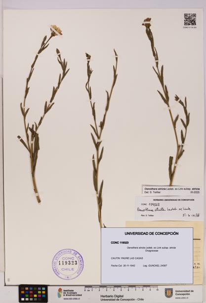 Oenothera stricta subsp. stricta [Espécimen: UDEC:CONC:0119323]