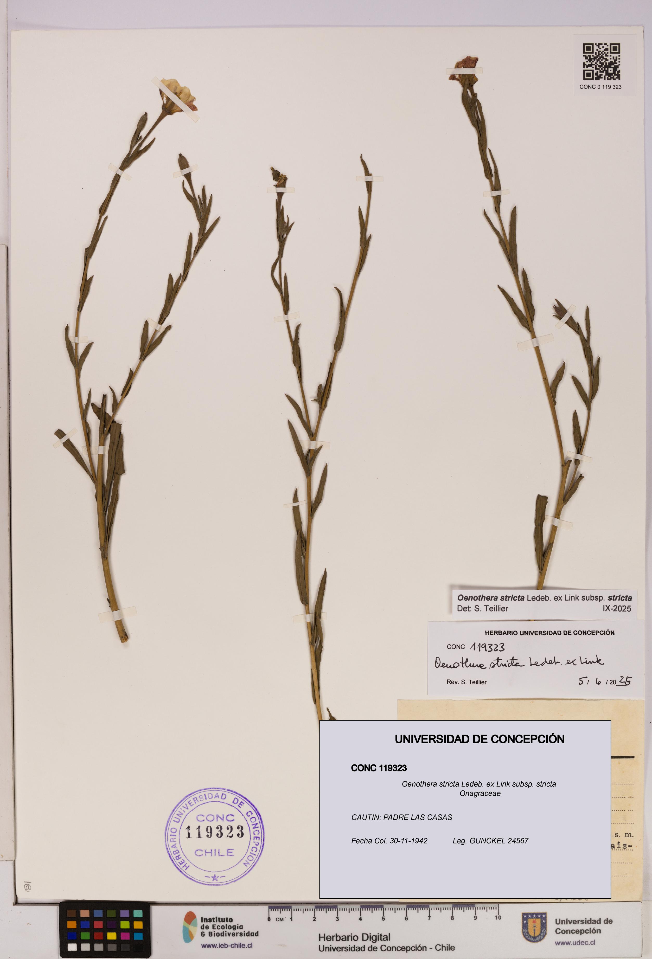 Oenothera stricta subsp. stricta [Espécimen: UDEC:CONC:0119323]