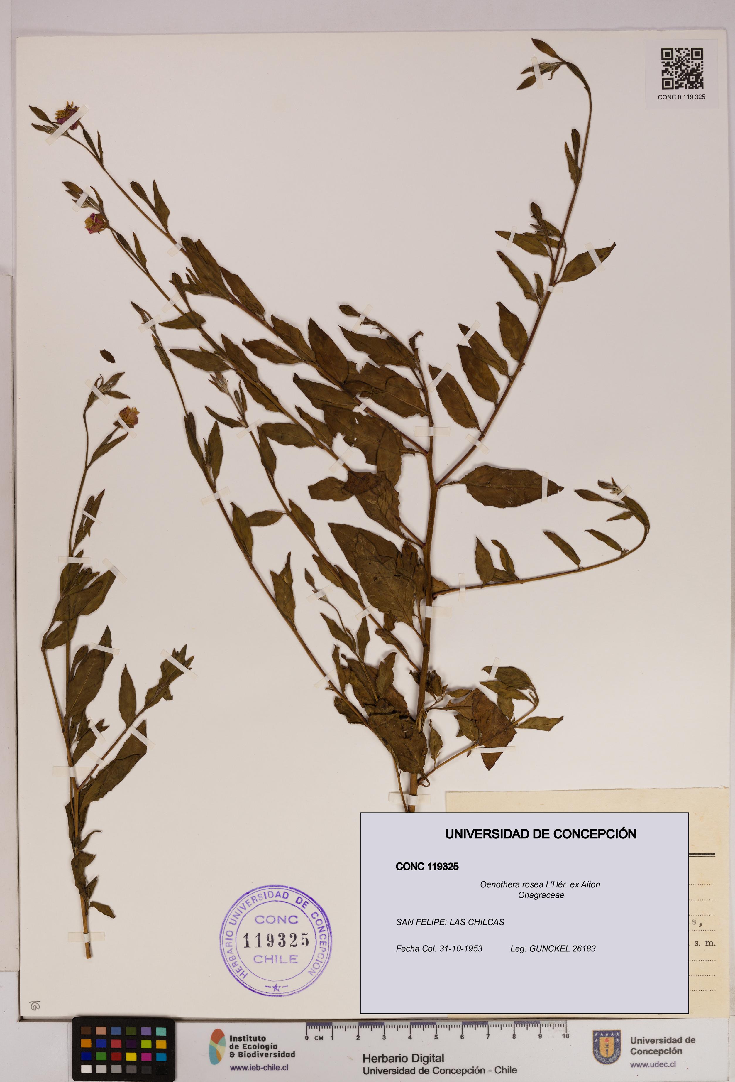 Oenothera rosea [Espécimen: UDEC:CONC:0119325]