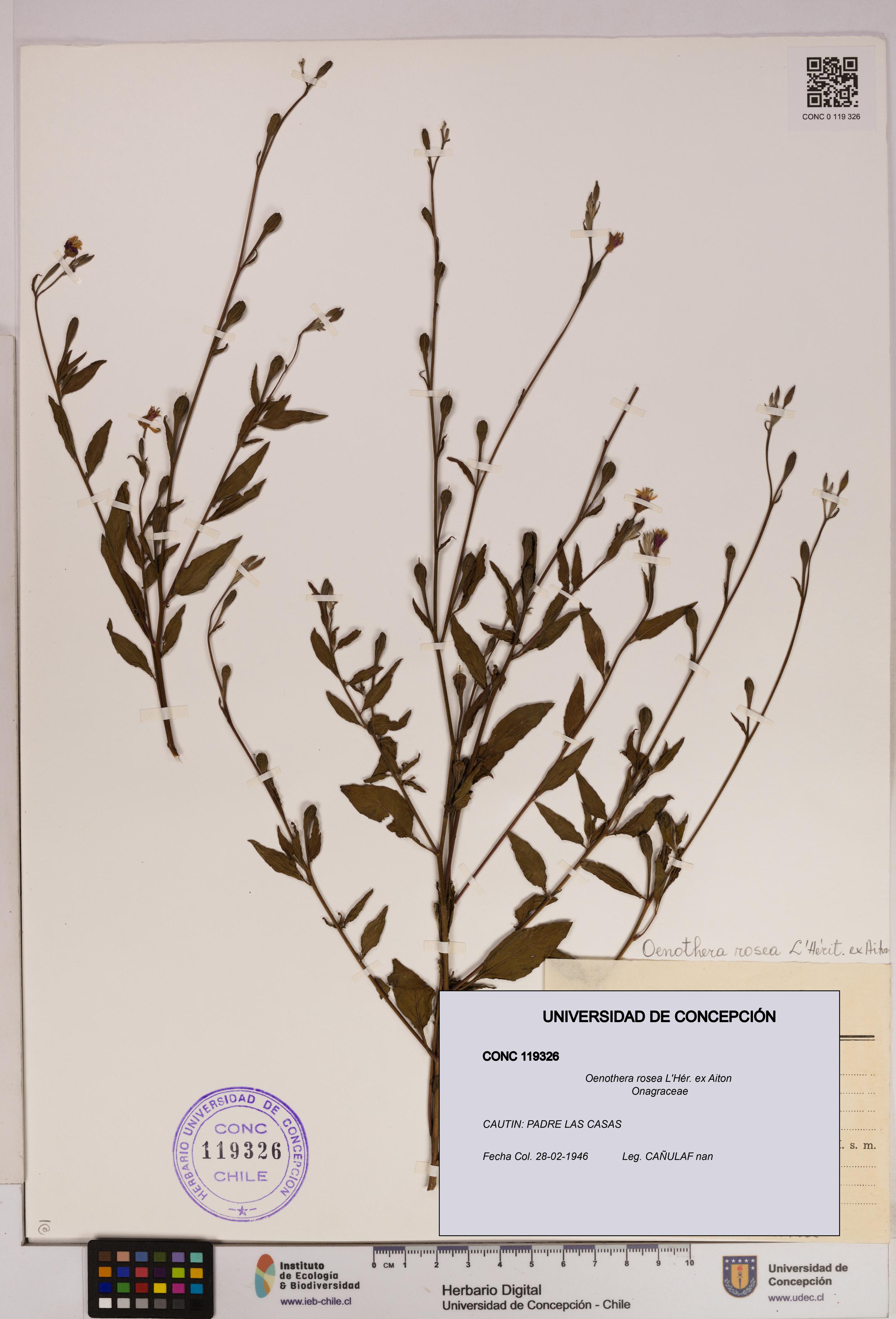 Oenothera rosea [Espécimen: UDEC:CONC:0119326]