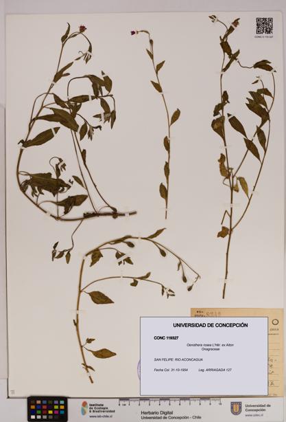 Oenothera rosea [Espécimen: UDEC:CONC:0119327]