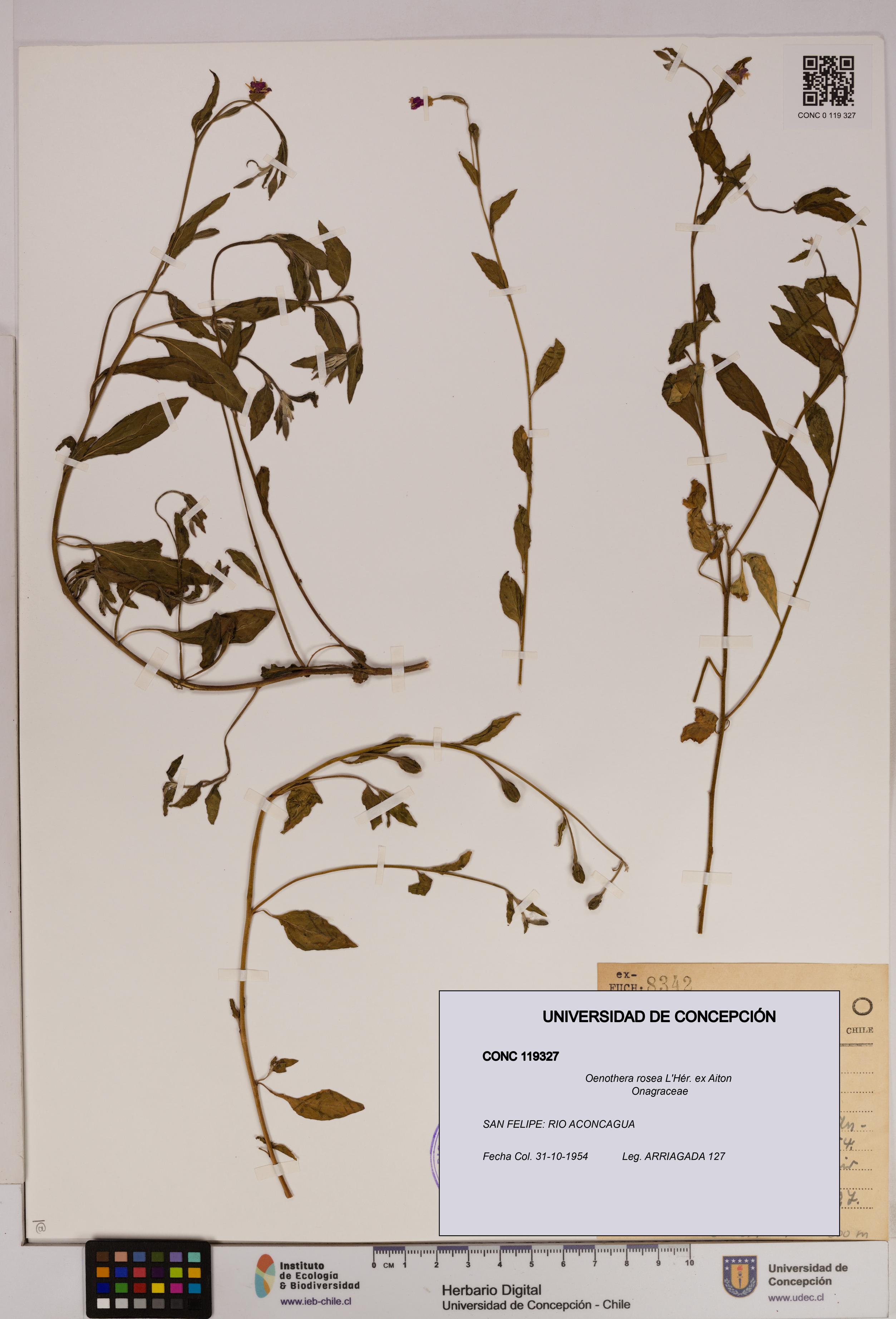 Oenothera rosea [Espécimen: UDEC:CONC:0119327]