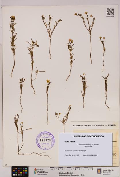 Camissonia dentata [Espécimen: UDEC:CONC:0119328]