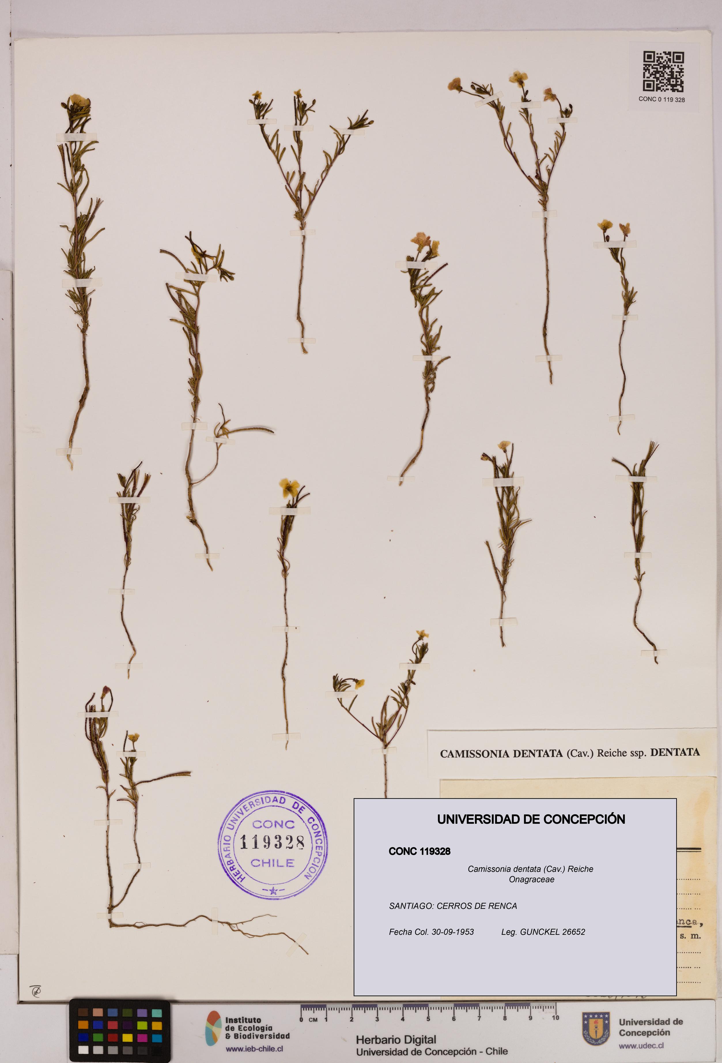 Camissonia dentata [Espécimen: UDEC:CONC:0119328]