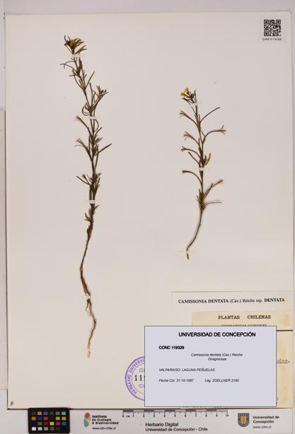 Camissonia dentata [Espécimen: UDEC:CONC:0119329]