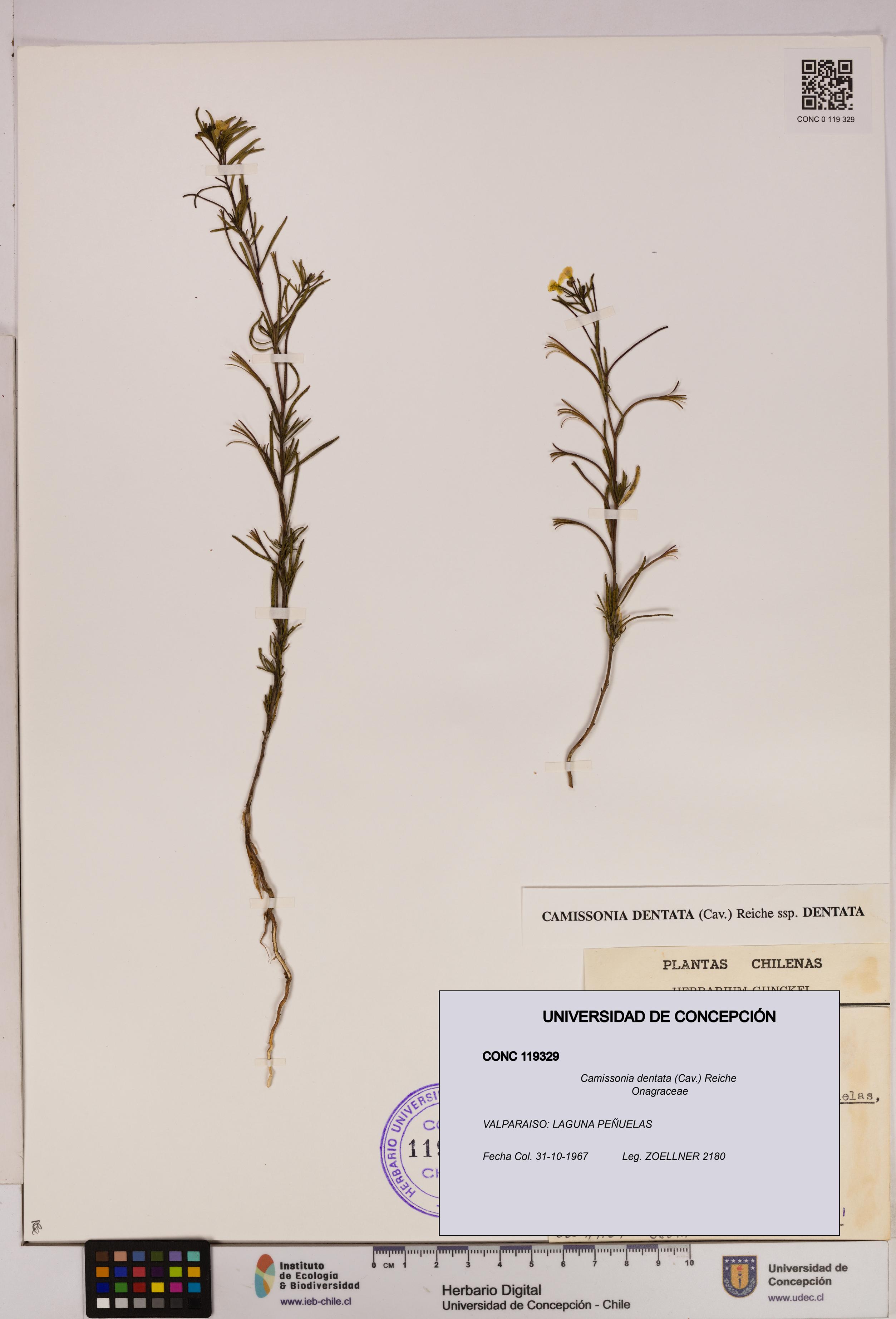 Camissonia dentata [Espécimen: UDEC:CONC:0119329]