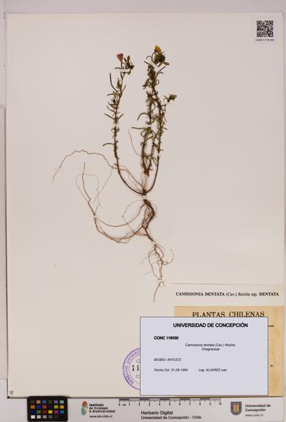 Camissonia dentata [Espécimen: UDEC:CONC:0119330]
