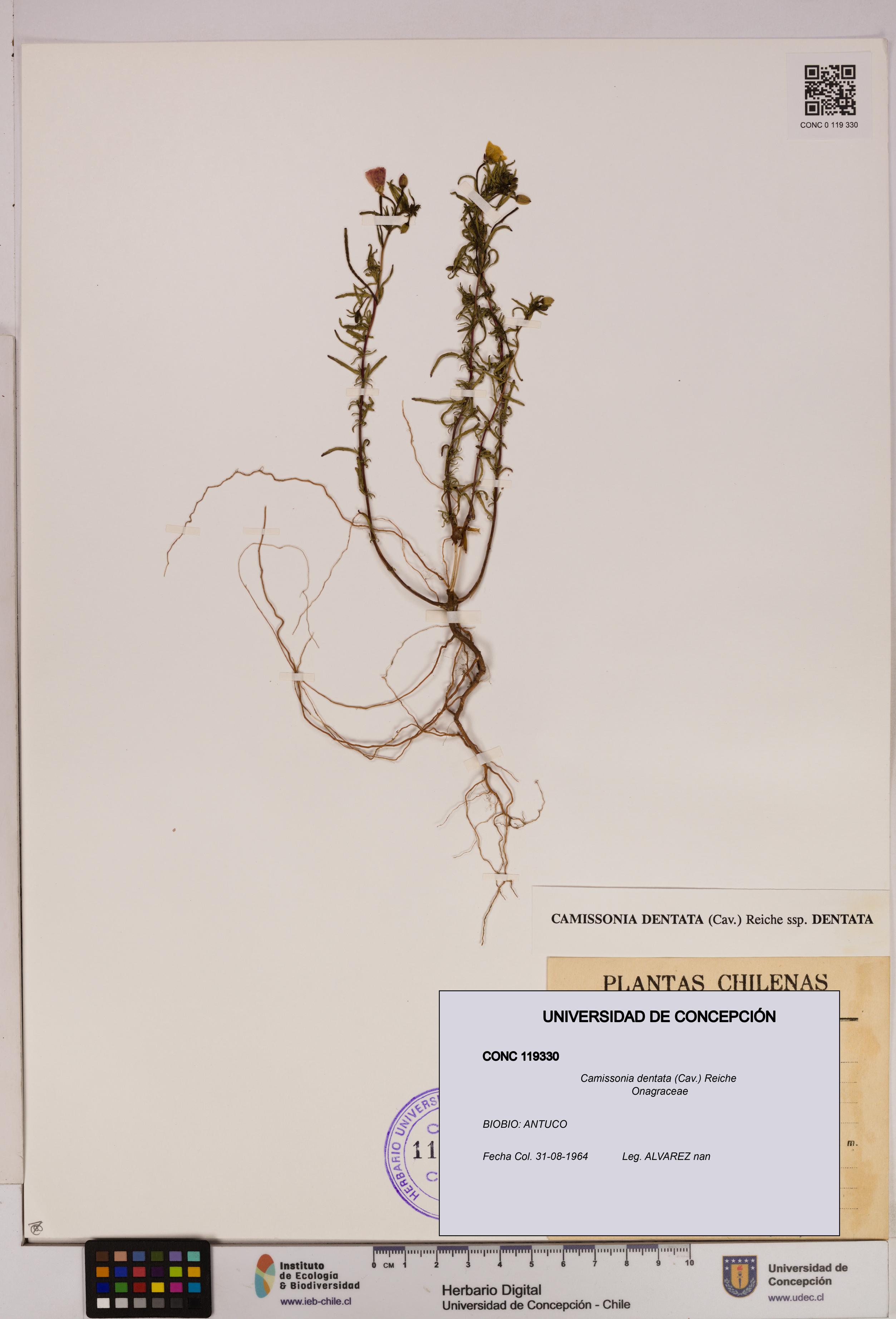 Camissonia dentata [Espécimen: UDEC:CONC:0119330]
